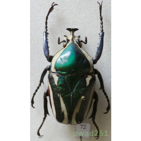 Dicronorrhina derbyana layardi (Péringey, 1892) male 37mm Tanzania72